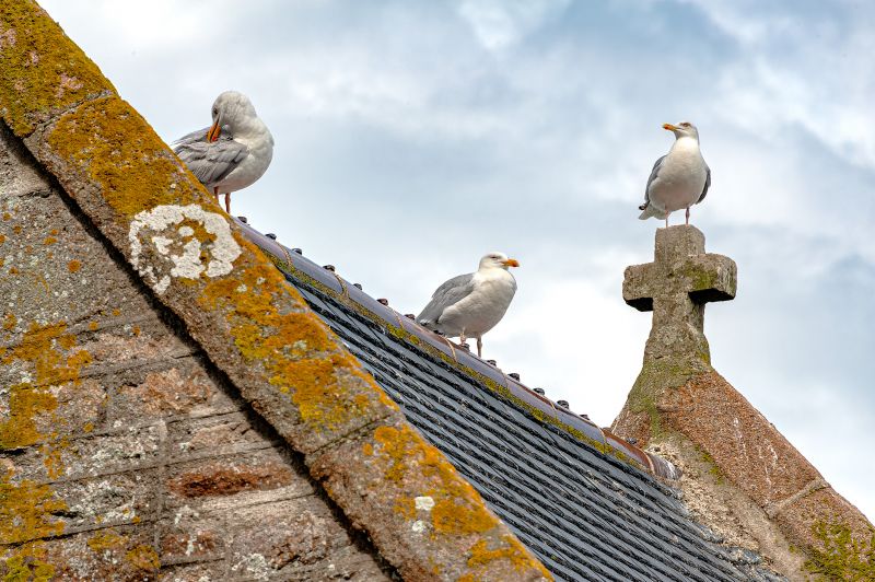 Church Roof Cleaning