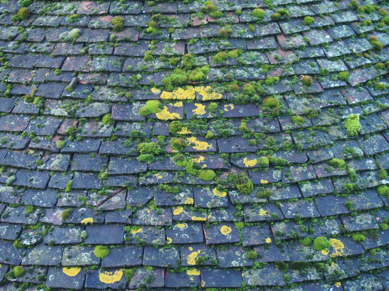 Commercial Roof Algae Cleaning
