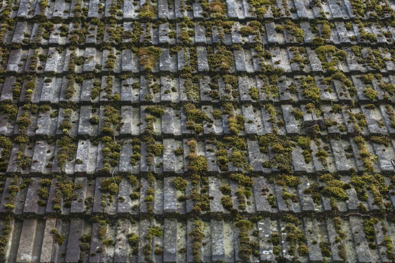 Commercial Roof Moss Removal