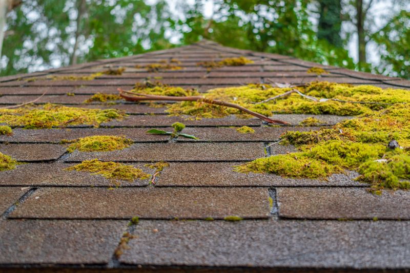 Commercial Roof Moss Removal