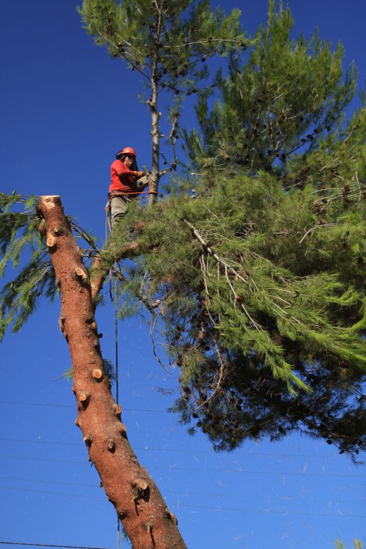 Roof Pine Cone Removal
