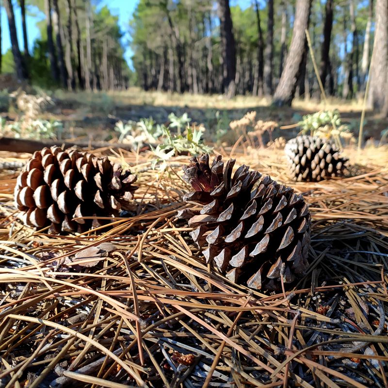 Roof Pine Cone Removal