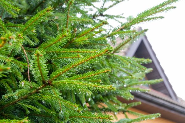 Roof Pine Needles Removal in Andover