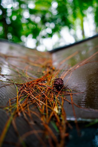 Roof Pine Cone Removal in Andover